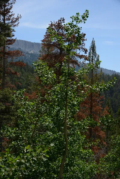 DSC_3240 (Large).JPG